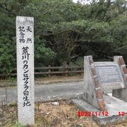 日本で一番早く咲く桜みたいです