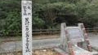 日本で一番早く咲く桜みたいです