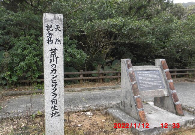 日本で一番早く咲く桜みたいです