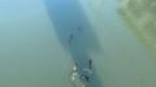 黒い鯉がたくさんいました！