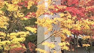 秋は紅葉の永観堂
