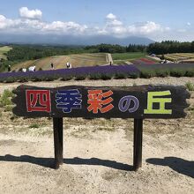 時期によってお花のグラデーションカラーは違うと思いますが綺麗