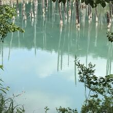 次に木々の間から見た青い池が見えるので、写した1枚