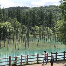 こんな感じで遊歩道をそぞろ歩き