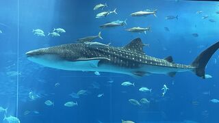 ジンベイザメが泳ぐ巨大水槽『黒海の海』は神秘的な青の世界