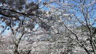 金川桜並木