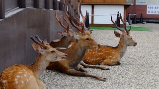 どこでも見かけます