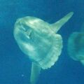 マンボウとサメの水族館