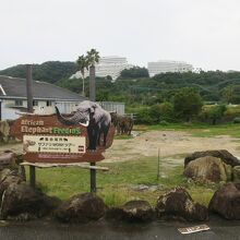 サファリで出会えるゾウさんたち