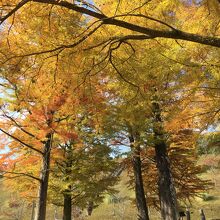 紅葉真っ盛り♪