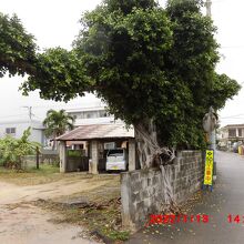 ブロック塀がガジュマルに噛まれている？