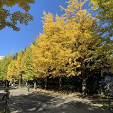 中島公園のイチョウ並木