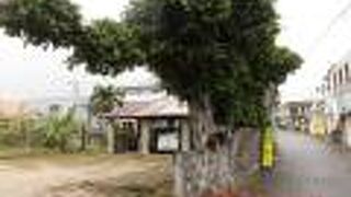 国吉家のガジュマル巨木