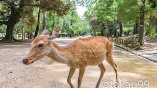 「奈良のシカ」として国の天然記念物に指定されています