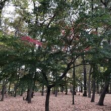 赤い葉っぱの木