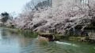 岡崎桜回廊と呼ばれる桜一色の公園