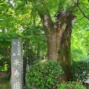 三島大社とセットで