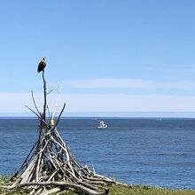 オホーツク海とオジロワシ
