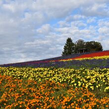 色とりどりの花。まさに映えです。