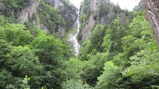 滝の前に木の葉が覆っていました