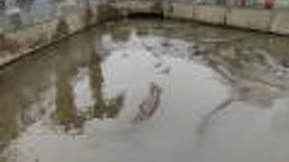 ワニも気持ちよさそう