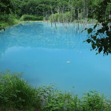 美瑛(白金) 青い池