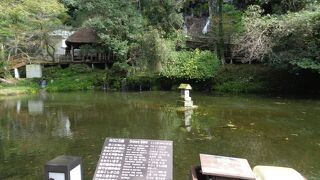 鯉やチョウザメ