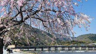 嵐山公園 でお花見