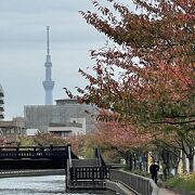 桜の葉が赤くなってきました。