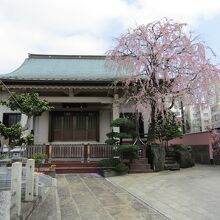 桜と本堂