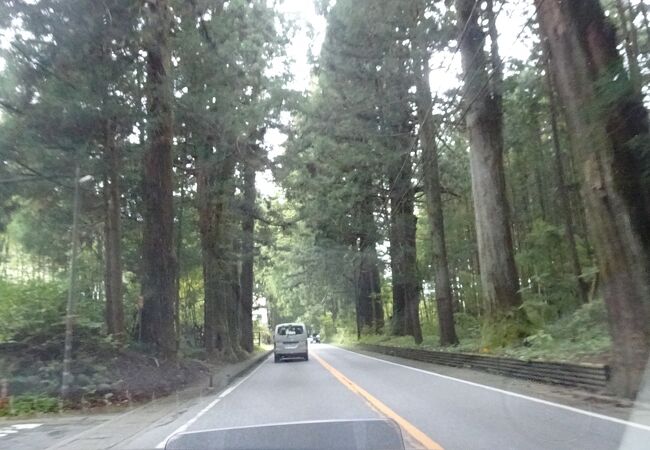 杉並木の間を車で走ると大きさを肌で感じます