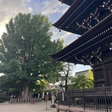 境内の大イチョウ