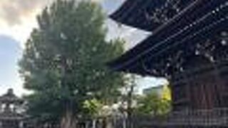 樹齢１２００年の大銀杏