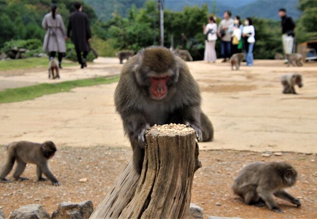 嵐山モンキーパークいわたやま クチコミ アクセス 営業時間 嵐山 嵯峨野 太秦 桂 フォートラベル