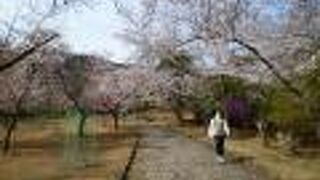 亀山公園の由来は、山の形が亀に似ている