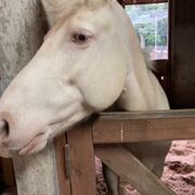 可愛らしい動物園