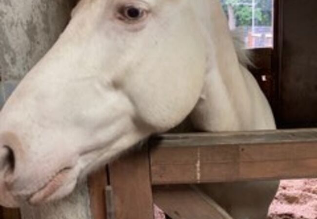 狭山市立智光山公園こども動物園