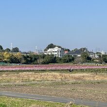 大宮市民球場の北側にコスモス畑があります。