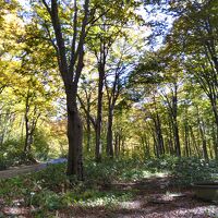 ホテル裏のブナの原生林