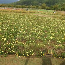 花の都公園のお花畑