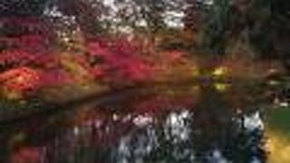 菊ともみじまつり開催中