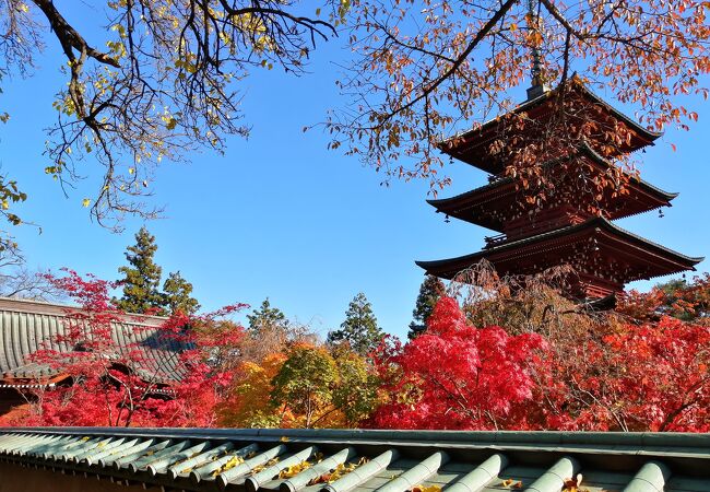 紅葉が最高にきれい