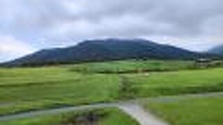 かわいい牛たち