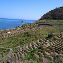 白米千枚田