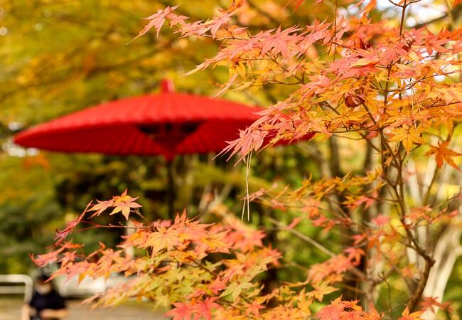 白い鳥居に真っ赤な紅葉のコントラストが素敵です。