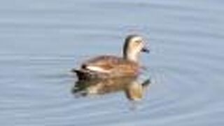 半年ぶりのコサギ、カルガモなどに会えました