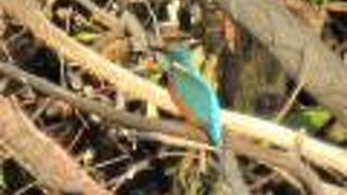 半年ぶりに野鳥も増えて、カワセミにも１年ぶりに会えました