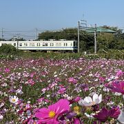 大宮公園や氷川神社へのアクセス便利な駅です。今の時期は駅の南東の畑のコスモスが綺麗です。