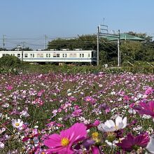 東武アーバンパークラインとコスモス畑