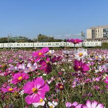 東武アーバンパークラインとコスモス畑